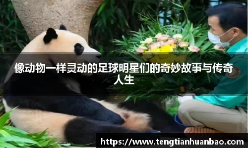 像动物一样灵动的足球明星们的奇妙故事与传奇人生